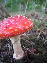 070816_850_img_4474.jpg