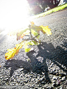 100122_850_img_7850.jpg