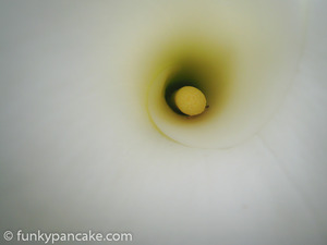 100731_850_img_1540.jpg