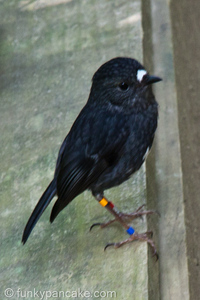 100927_450d_img_8426.jpg