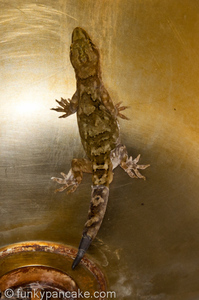 100928_450d_img_8452.jpg