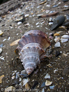 110130_s95_img_1951.jpg