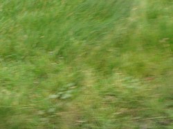 DSC07129.jpg