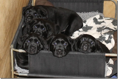 Babies 7wks3