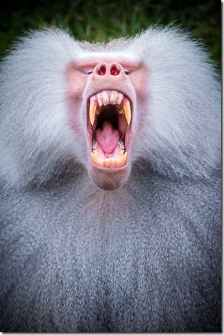 co_Baboon_Dave Simpson