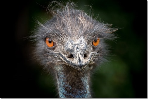 Emu