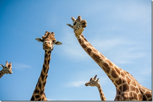 Photobombing