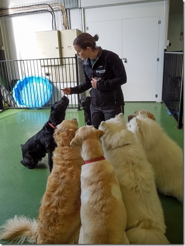Pearl Birthday At Doggy Daycare