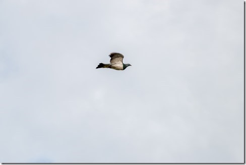 Pigeon In Flight_Dave Simpson