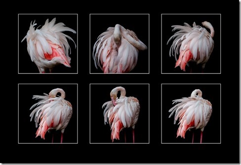 Flamingo Preening_Dave Simpson