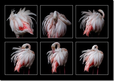 flamingoes