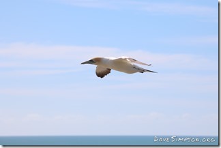Muriwai