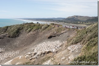 Muriwai